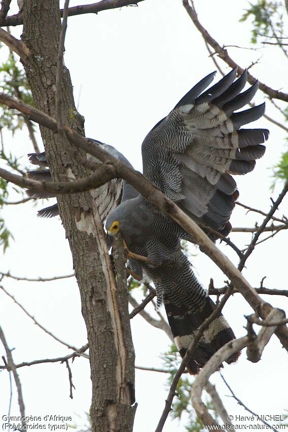 African Harrier-Hawkadult