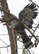 African Harrier-Hawk