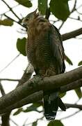 African Harrier-Hawk