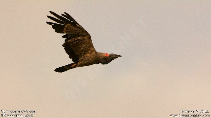 African Harrier-Hawkadult