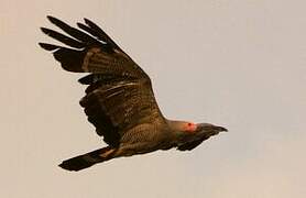 African Harrier-Hawk