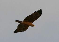 African Harrier-Hawk