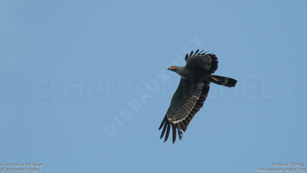 African Harrier-Hawkadult