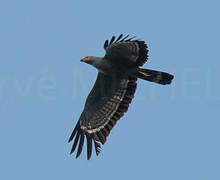 African Harrier-Hawk