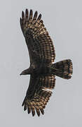 African Harrier-Hawk