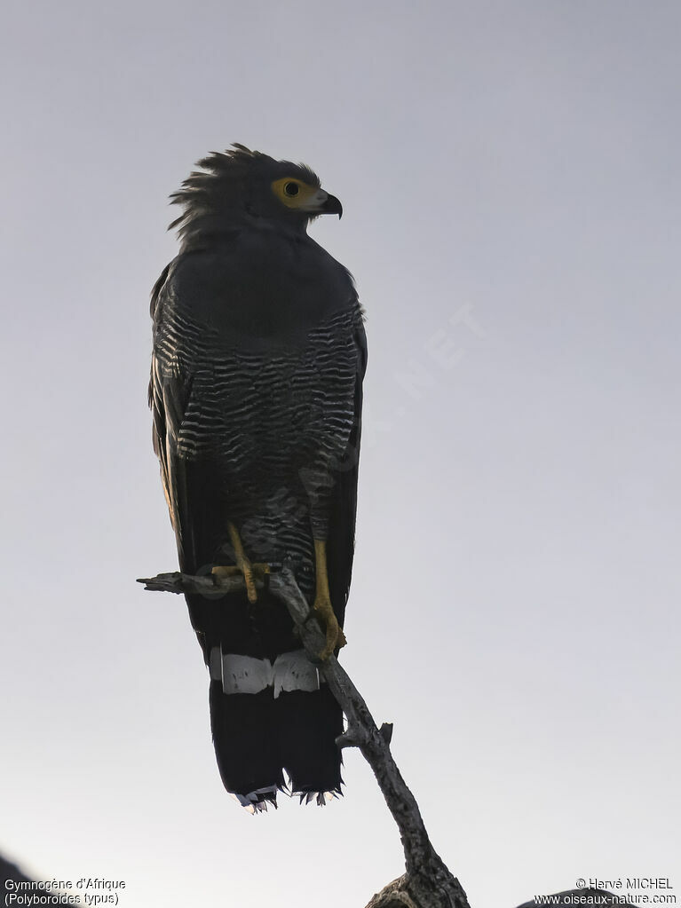 African Harrier-Hawk