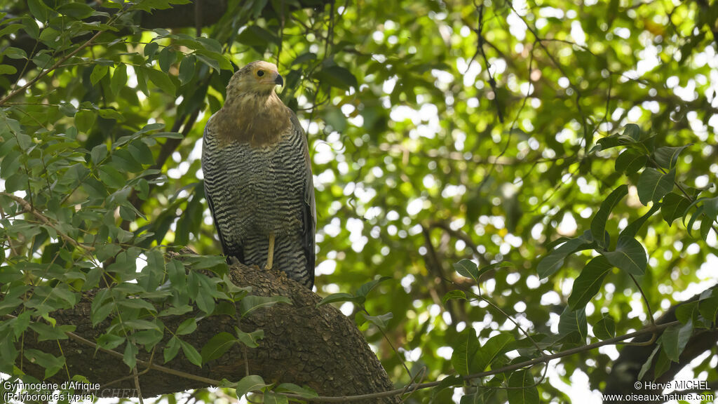 Gymnogène d'Afriquesubadulte