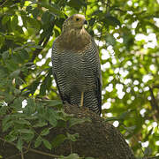 African Harrier-Hawk