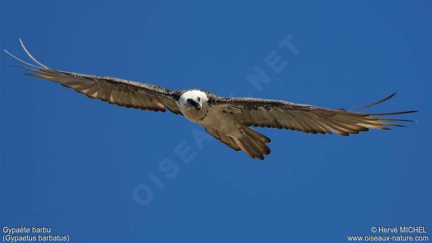 Bearded Vulture