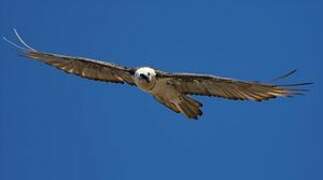 Bearded Vulture