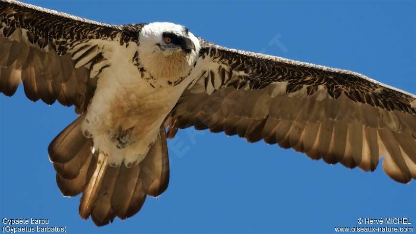 Bearded Vulture