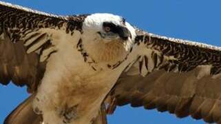 Bearded Vulture