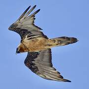 Bearded Vulture