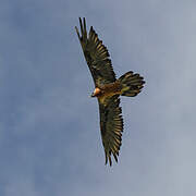 Bearded Vulture