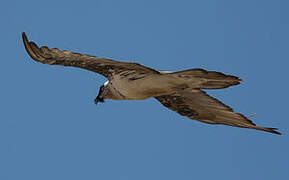 Bearded Vulture