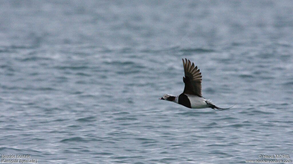 Long-tailed Duck male adult breeding