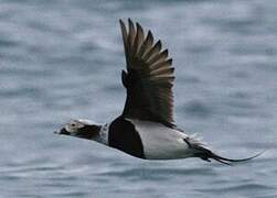 Long-tailed Duck