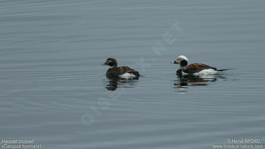 Long-tailed Duckadult breeding