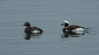 Long-tailed Duck