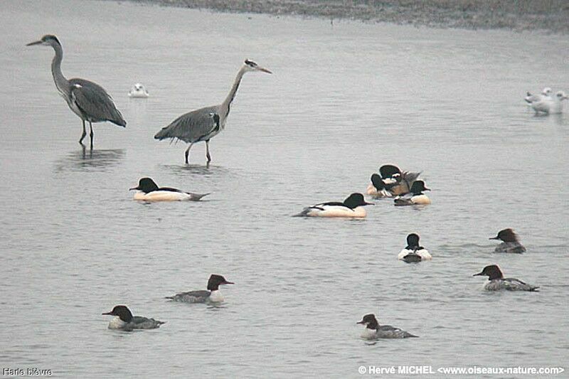 Common Merganser