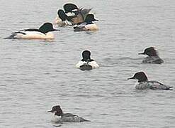 Common Merganser