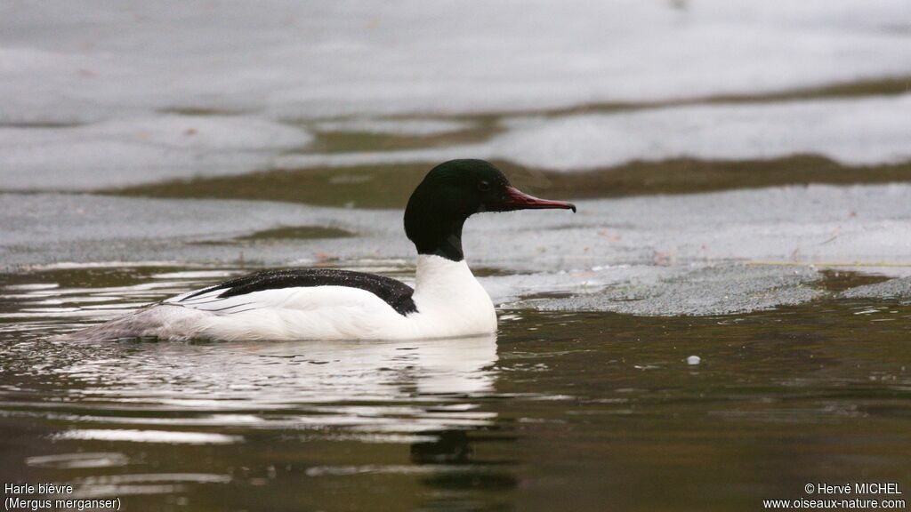 Common Merganser male adult breeding