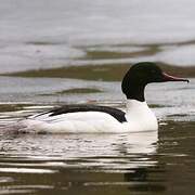 Common Merganser