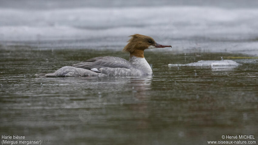 Common Merganser female adult breeding