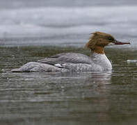 Common Merganser