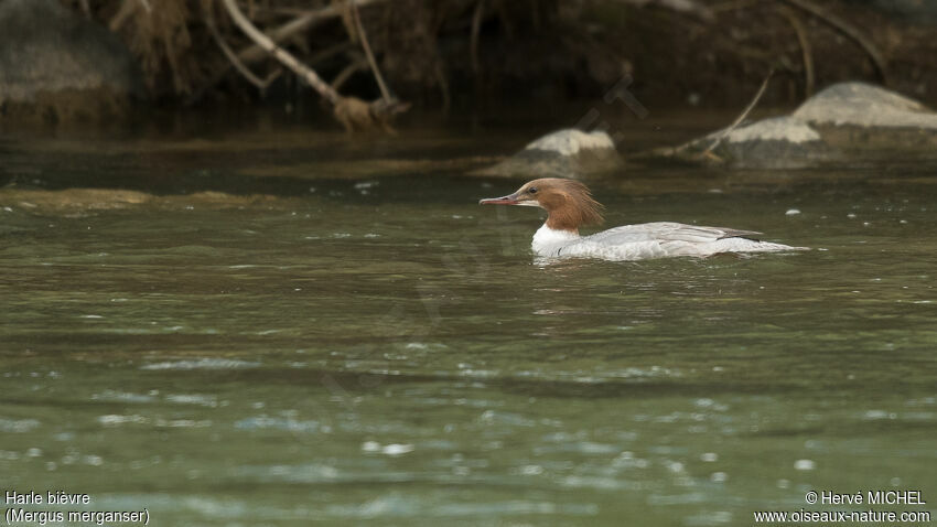 Common Merganser female adult