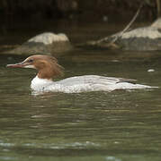 Common Merganser