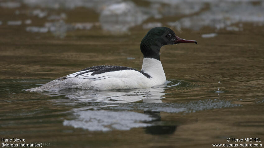 Common Merganser male adult breeding