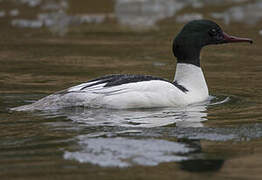 Common Merganser