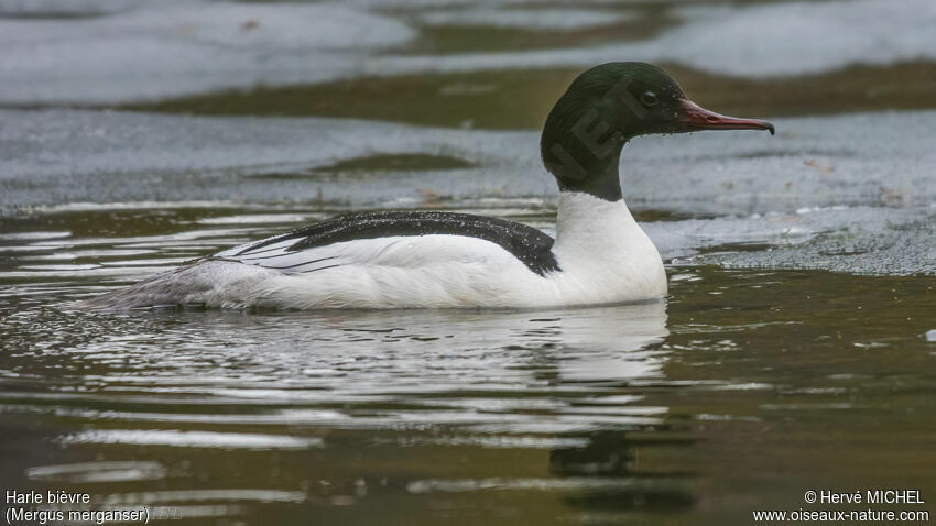 Common Merganser male adult breeding