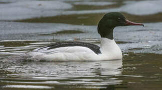 Common Merganser