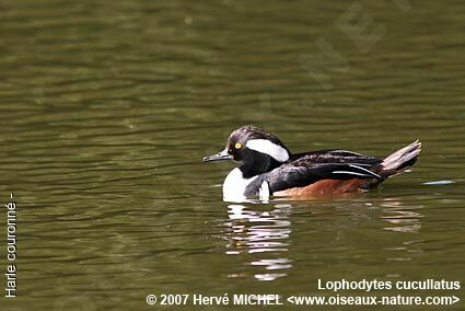 Hooded Merganser male adult breeding