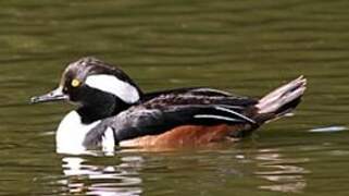 Hooded Merganser