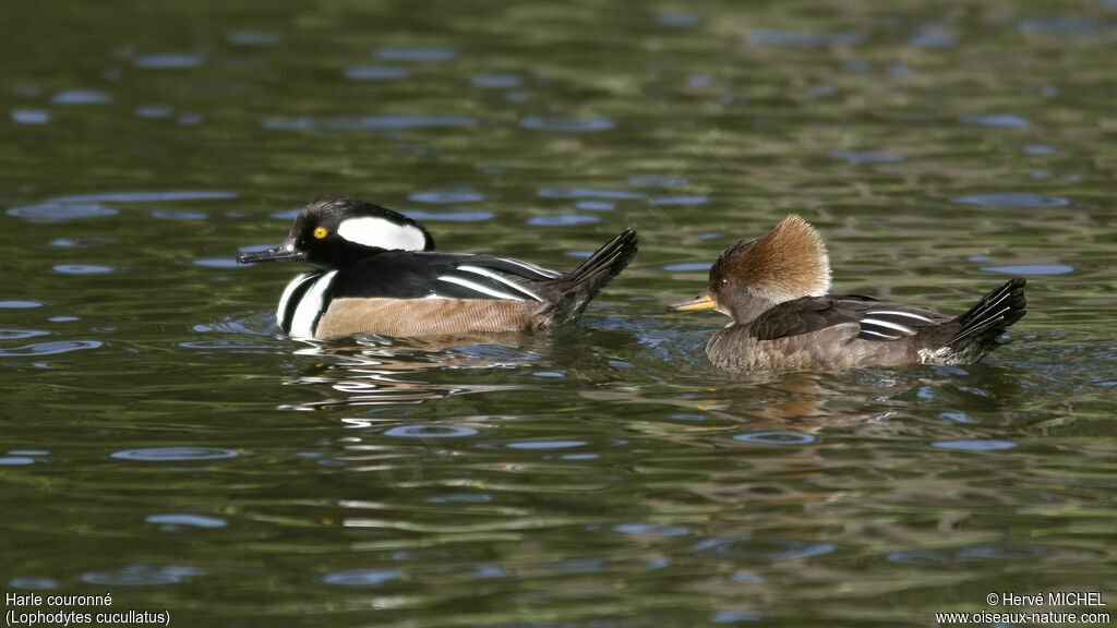 Hooded Merganser adult breeding