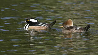 Hooded Merganser