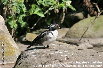 Hooded Merganser male immature