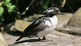 Hooded Merganser