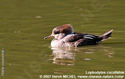 Hooded Merganser female adult breeding