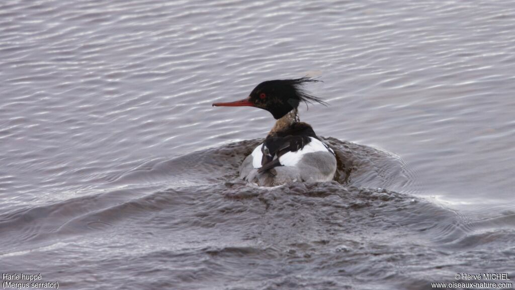 Red-breasted Merganser male adult