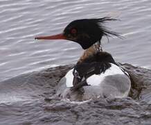 Red-breasted Merganser