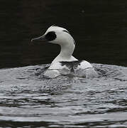 Smew