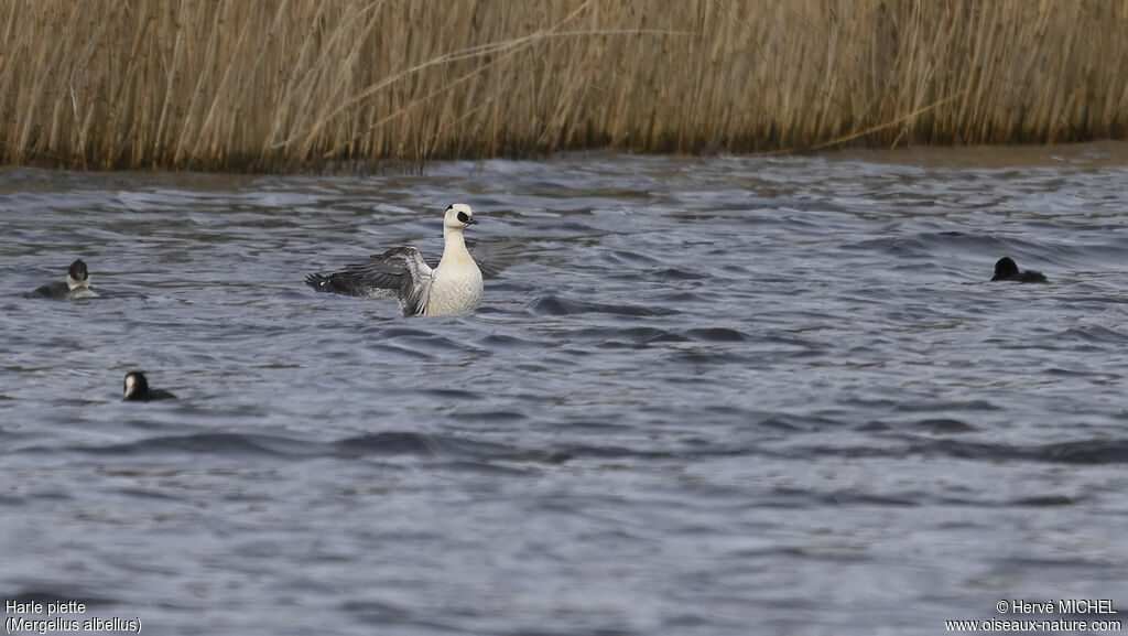 Smew