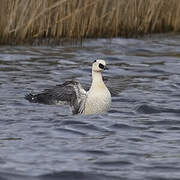 Smew