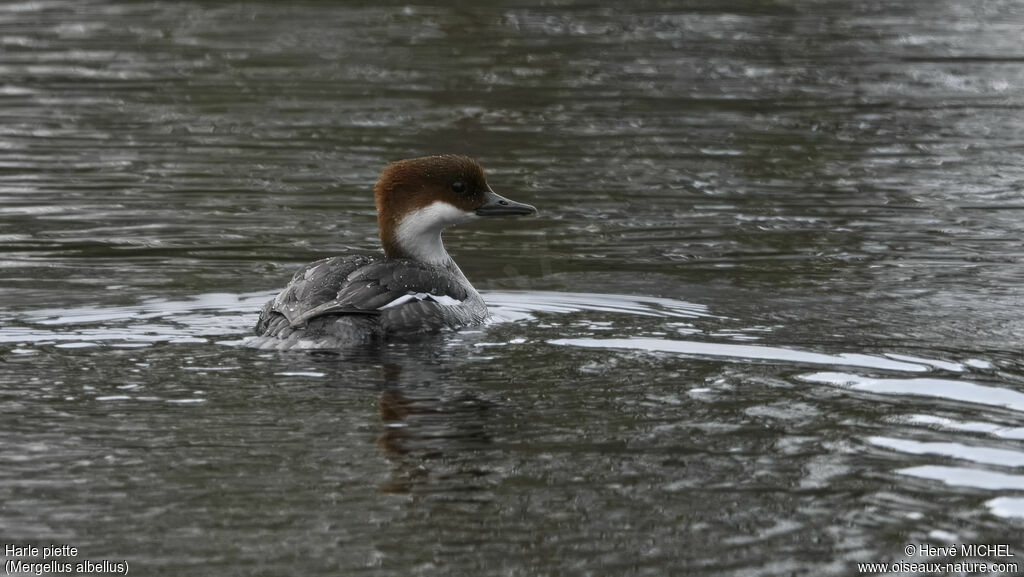 Smew female adult