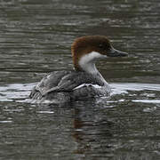 Smew