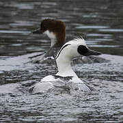 Smew